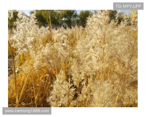 李娜畅谈英雄联盟成长之路与职业生涯的点滴回忆